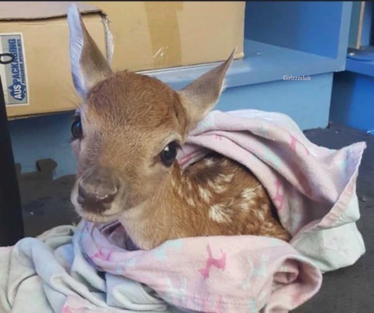 If Animals Matter to You, Leave a Red Heart😍💕