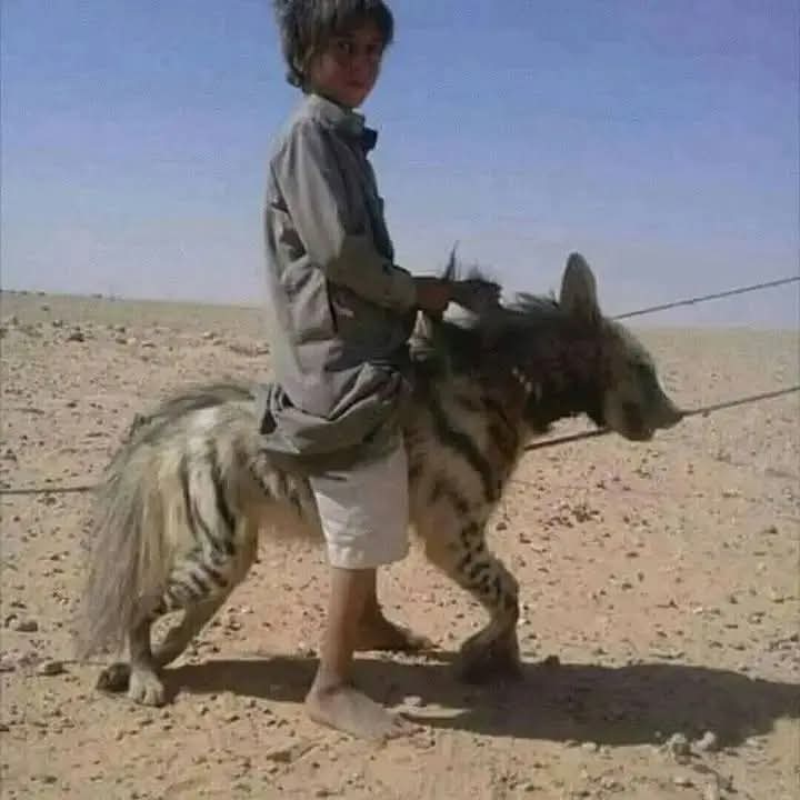 لمسة إبداع - 𝑻𝒐𝒖𝒄𝒉 𝑶𝒇 𝑪𝒓𝒆𝒂𝒕𝒊𝒗𝒊𝒕𝒚 tweet media
