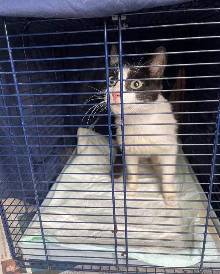 unonlus's tweet photo. URGENTE ACILIA ( ROMA) 
#cucciola #cercafamiglia  #urgente 
CERCASI urgente stallo o adozione per questa gattina di circa 6 mesi che è stata abbandonata dai proprietari che hanno traslocato.
STERILIZZATA, TESTATA FIV E FELV , SVERMINATA E SPULCIATA
Per info 3467403838
#silvia https://t.co/H7g7IAQiGl