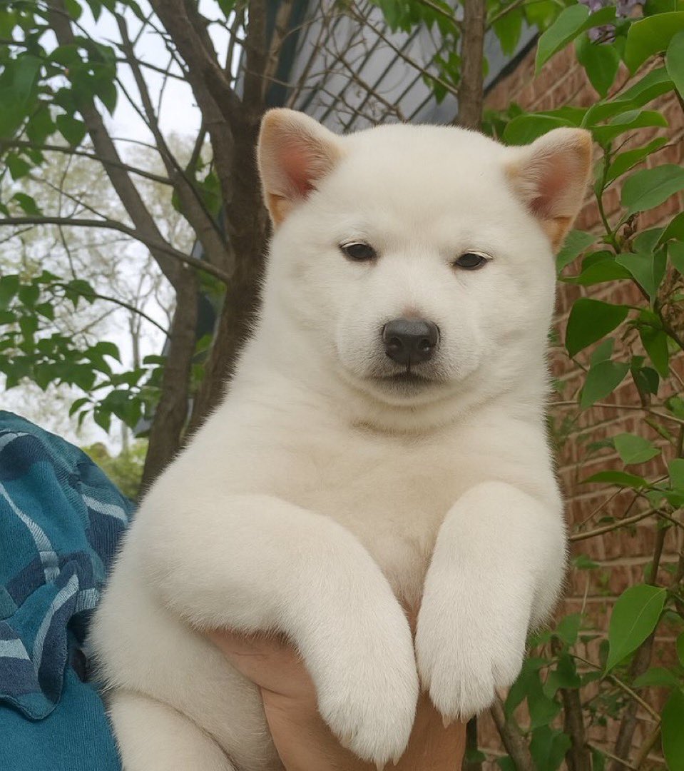 riches_n_biches's tweet image. LOOK AT THIS FRIGGIN DOG DUDE.

LOOK AT HIS LIL FLOOPS AND BOOPS AND FLUFFLES.

LOOK AT THIS PERFECT CREATURE IN THE EYES AND BLESS HIS JOURNEY TO 5M.

$TOSHI @boopdotfun 

CA: 8WzDFPNjUSV7ZPpNiqKY8NcWH9J4tDSgSeifp6Kboop