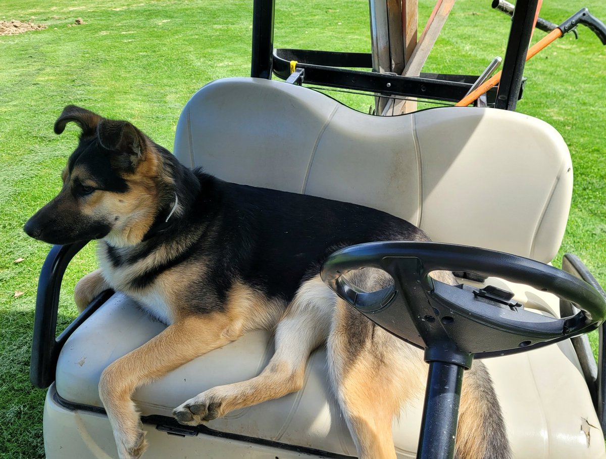 Loving his life! #happypup