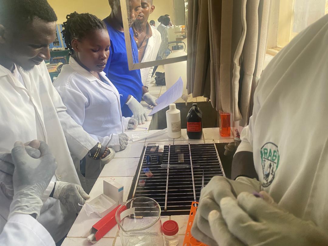Rwanda Council of Veterinary Doctors (@rwandavets1) on Twitter photo Today,#RCVD Chairperson joined a session attended by the 2nd Cohort of 25 veterinary practitioners operating under the #VeterinarySanitaryMandate,who are undergoing hands-on training in disease diagnostic techniques, milk testing. It is supported by <a href="/RwandaAgriBoard/">Rwanda Agriculture & Animal Resources Devpt Board</a>/#RDDPII. Today,#RCVD Chairperson joined a session attended by the 2nd Cohort of 25 veterinary practitioners operating under the #VeterinarySanitaryMandate,who are undergoing hands-on training in disease diagnostic techniques, milk testing. It is supported by <a href="/RwandaAgriBoard/">Rwanda Agriculture & Animal Resources Devpt Board</a>/#RDDPII.