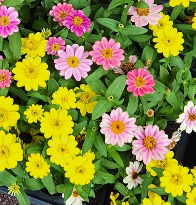 DF91PwEG7ObjsPP's tweet photo. おはようございます🌼
今朝は☔です
心明るくなるお花でご挨拶
今日も宜しくお願いします🍀
皆さん良い一日を
過ごして下さい🫶 https://t.co/axJuSBFq8s