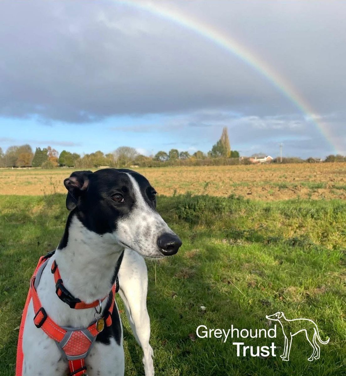 At Greyhound Trust, every greyhound leaves paw prints on our hearts. 💚🐾 Why not take a minute to add a loved one’s memory to our Rainbow Bridge Memorial Garden.

🔗 greyhoundtrust.org.uk/rainbow-bridge….

📸: Meg 🐾 

#greyhoundtrust
#rainbowbridge
#memorialgarden
