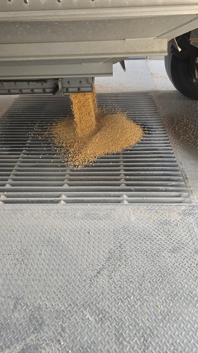 While on a sprinkle delay I haul bacon ingredients. 

Tomorrow I hope to finish planting ribeye ingredients for use next year.

Farming requires teamwork. We are in this together.