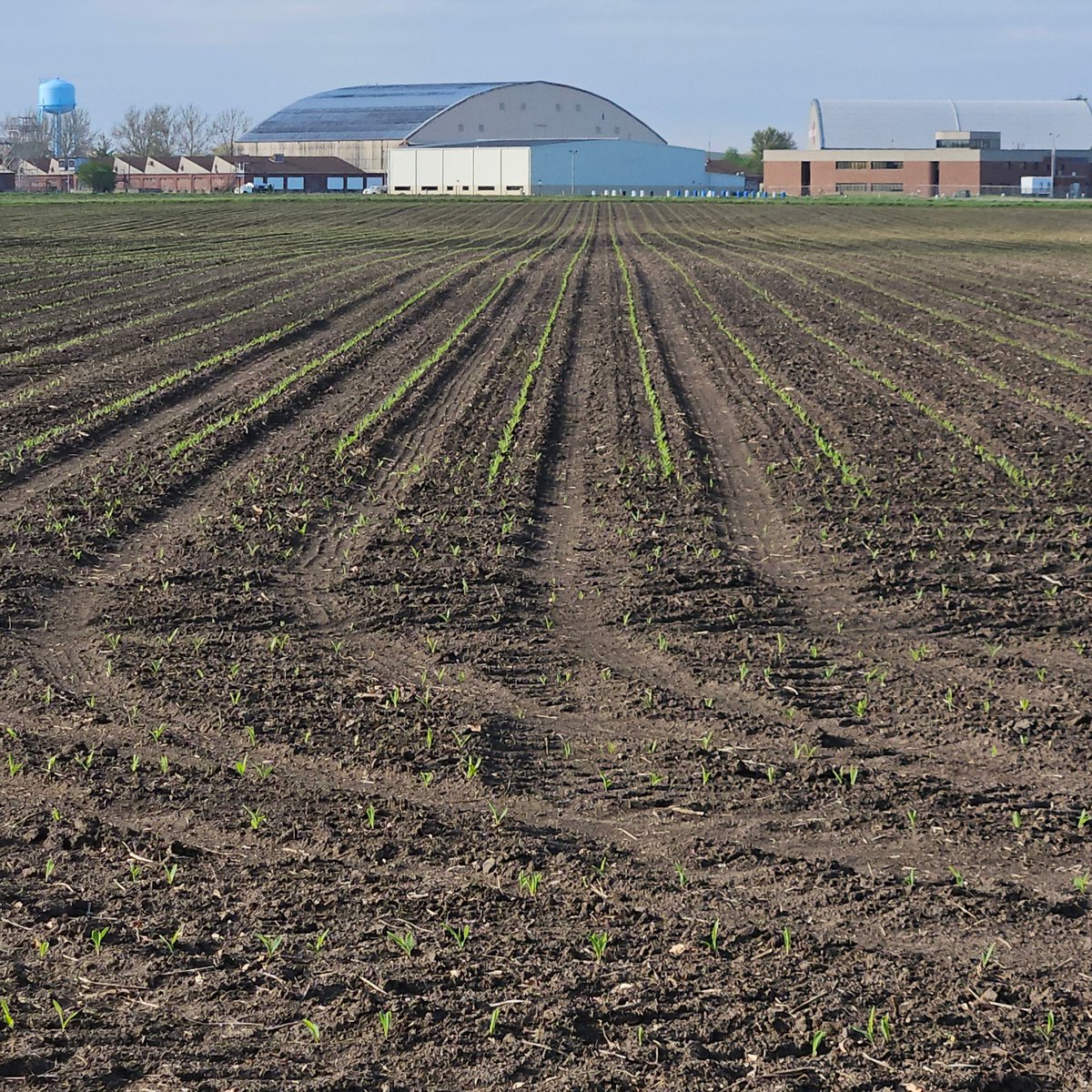 halfcenturyshow's tweet image. We've got corn emerging on the showgrounds.
Only 111 days till showtime, and we can't wait to see y'all there!