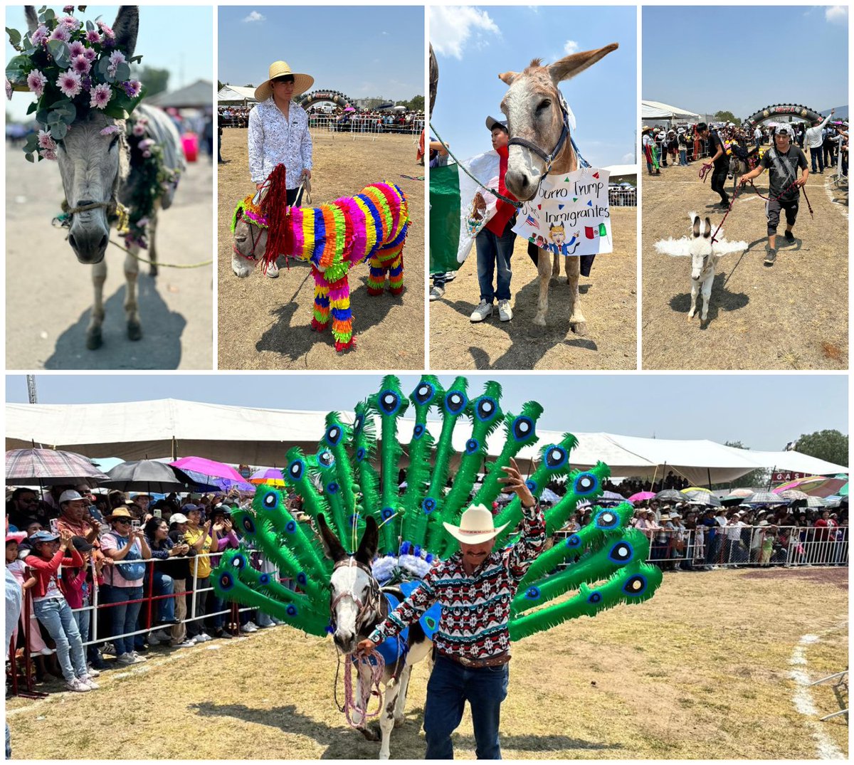 Concurso de burro disfrazado en la LX Feria Nacional del Burro, en Otumba, Estado de México. El primer lugar fue para los burros Piñata; el segundo para Pegaso y Cansta; y el tercero para el burro Real.
📸#DíaEnImágenes / José Carlo González