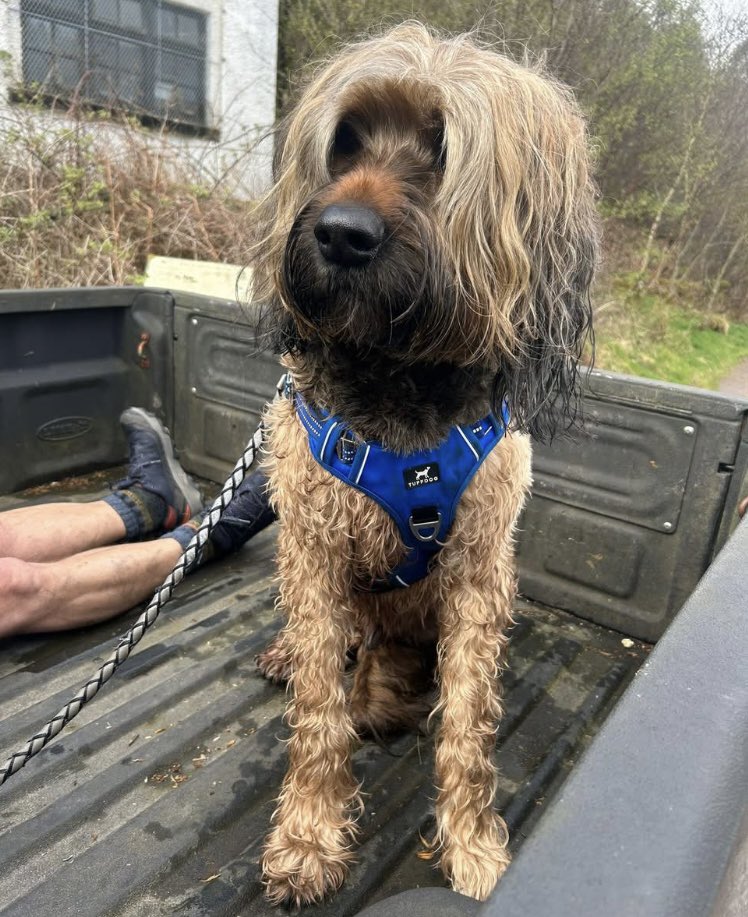arranMRT's tweet image. April has seen the team deployed 11 times .
Most photogenic casualty definitely goes to Bob the Briard injured in Glen Rosa.
One of our team was able to assist by transporting Bob and his owners to the Vet.
justgiving.com/amrt
#Volunteers #ScottishMR #arran #isleofarran