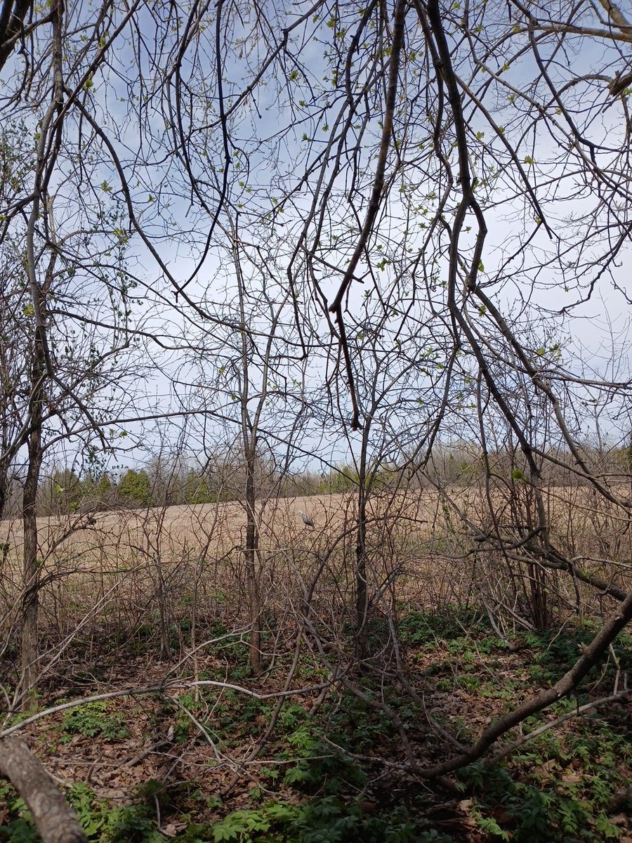 Well after 3  hrs in the blind, I decided to sit a treeline separating 2 fields with a single hen decoy. My first call had a gobble back immediately!  Shortly after 2 big red heads &amp; 5 hens walked out but no way I could coax one of them away. I had to work so I left them! 🤬🤣😭