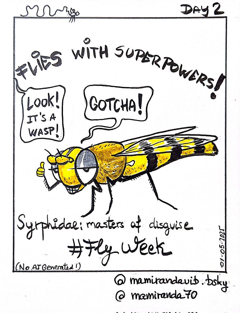 Moscas que parecen abejas o avispas? 🤔🤔 Pues sí, y siempre juegan al despiste del mimetismo para evitar los depredadores. Sírfidos para el 2° día de la semana de las moscas #FlyWeek #bugsarecool