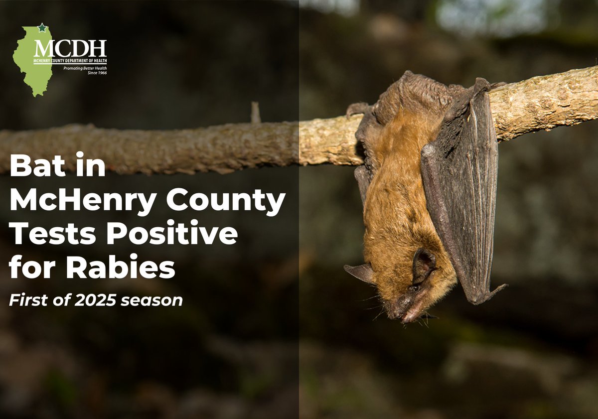 A bat in a Ringwood home tested positive for rabies—the first McHenry County case of 2025. No exposure occurred, but it’s a reminder: If you find a bat indoors, don’t touch it—contain it and call Animal Control at (815) 459-6222.

Details: mcdh.link/bat-positive-r…