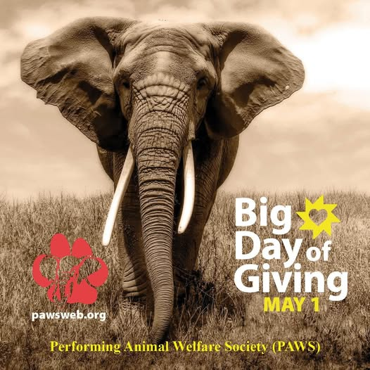Ready. Set. Give! mtyc.co/v96m2f

PAWS’ mission is to end the suffering of captive wild animals. Our approach is simple yet effective: 

Rescue wild animals in need from circuses, roadside zoos, and the exotic “pet” trade.

Provide safe refuge, high quality care, and