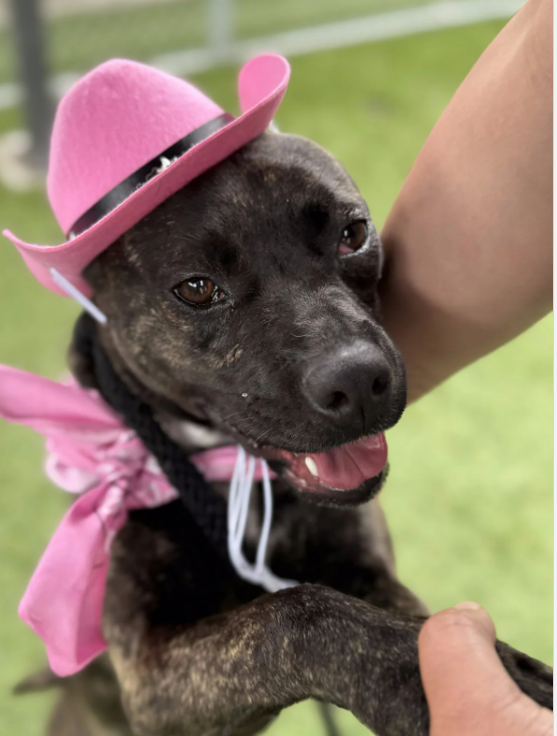 mapleveewesem's tweet photo. 🆘💔🆘LOLA is on the Downey #California ACC euth list😱 Beautiful brindle, she's just 6 months old and 24 lbs right now. A little shy, but once she warms up, she's absolute love bug.🥰Adoption fee waived thru 5-3.
Are you her new #SoCal forever home?🙏 info⬇️
#A5688646 https://t.co/uX8R1YnAEf