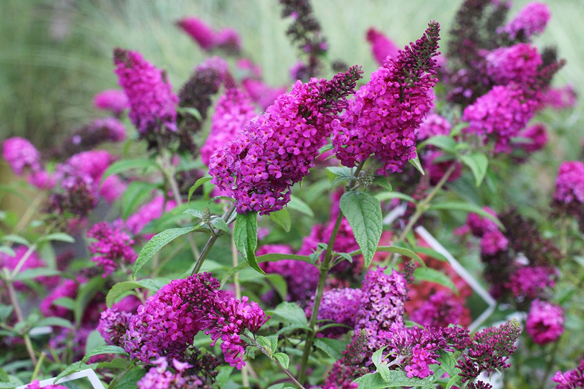 WattersGardenCn's tweet image. Attract beautiful butterflies to your garden with the Miss Molly Butterfly Bush! 🦋🌸 Learn more and shop now at wattersgardencenter.com/collections/fl…

. #MissMolly #ButterflyBush #Gardening