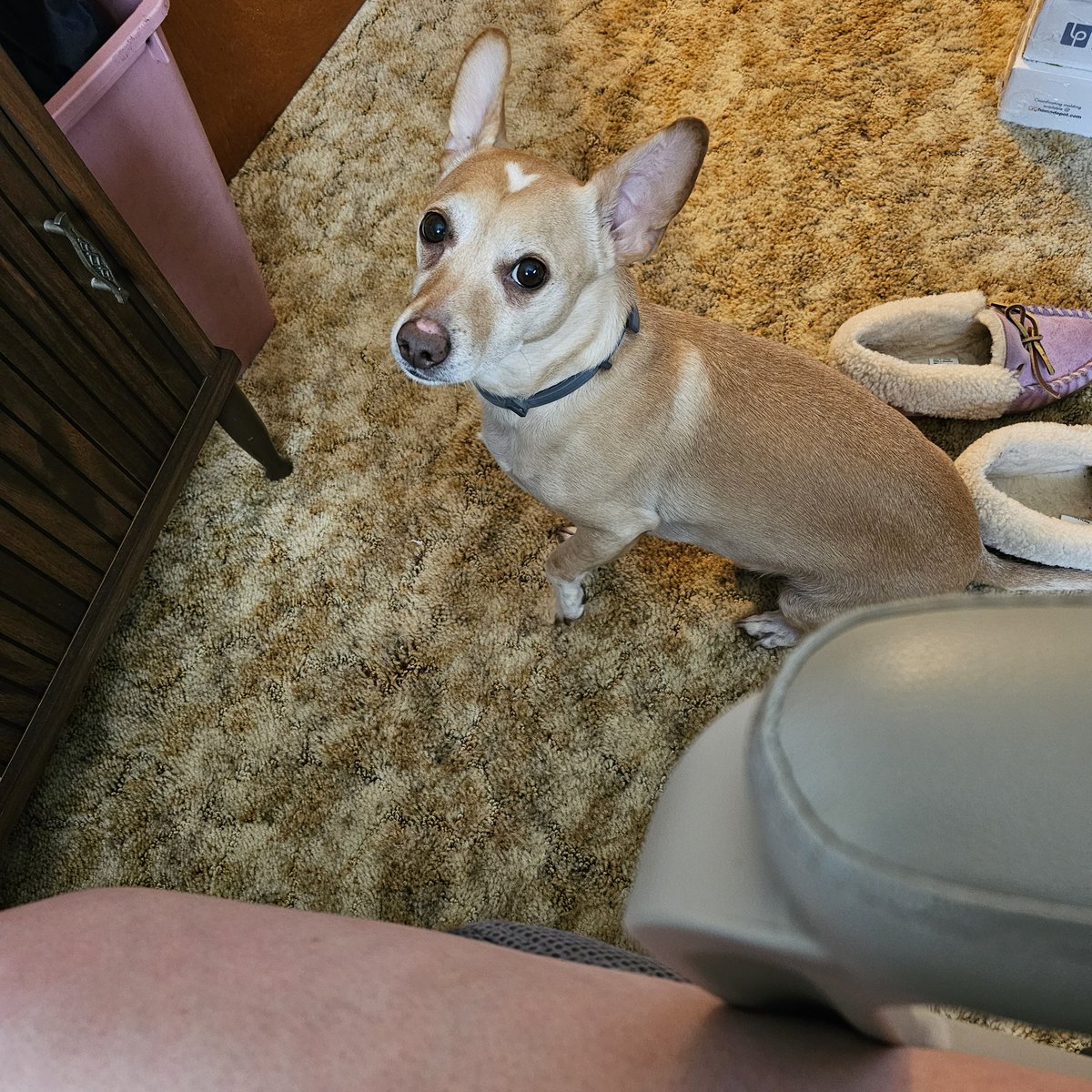 Don't mind my pale ass leg haha but I'm just trying to play oblivion and my puppies are like excuse me but I need attention 😭