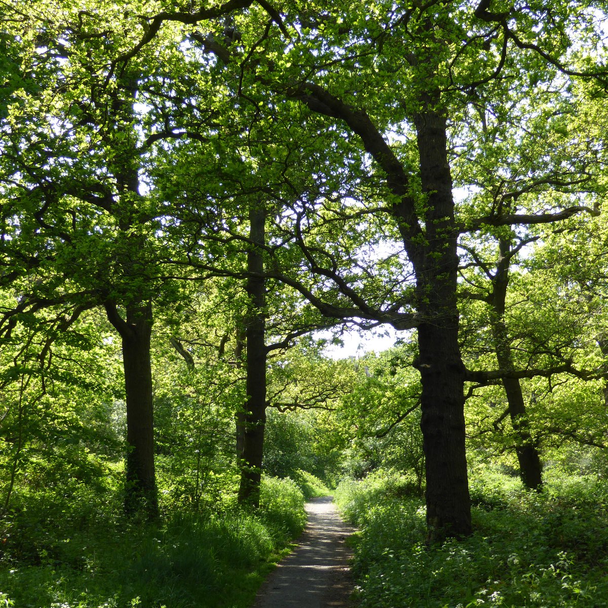 Walks In Camera 🇺🇦 tweet media