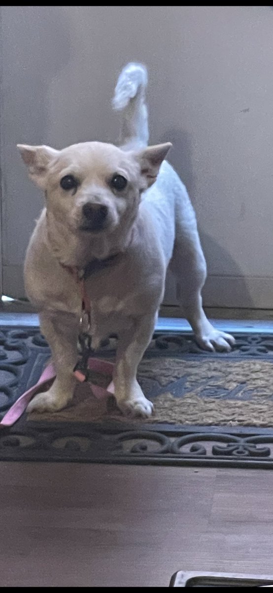 Daniel BOBO (@bobo103nyc) on Twitter photo Followed Mr. Mullunigan <a href="/MMullunigan/">Mr. Mullunigan</a> & me home dog had no collar or tags. Put old collar & lease on dog until we can hopefully find where he belongs. Put found dog signs on poles in neighborhood. Local precinct according to 311 in NYC said they can scan Followed Mr. Mullunigan <a href="/MMullunigan/">Mr. Mullunigan</a> & me home dog had no collar or tags. Put old collar & lease on dog until we can hopefully find where he belongs. Put found dog signs on poles in neighborhood. Local precinct according to 311 in NYC said they can scan
