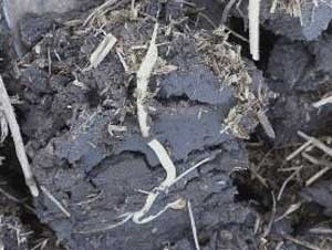 This eUpdate is loaded with great content about #corn in wet soils; sidewall compaction; #sorghum planting, N fertility, and weed control; corn leafhopper monitoring; wheat plot tours; #wheat disease update; and more! bit.ly/4lVdv1Z