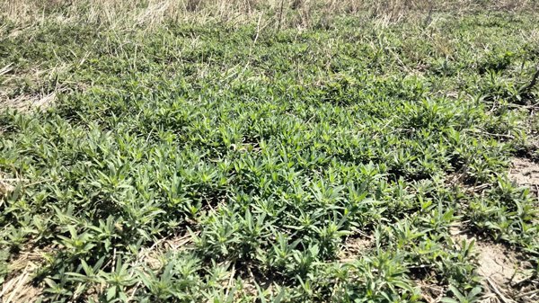 Jeremie Kouame (@knowurweeds) on Twitter photo Get ahead of weeds: Preplant herbicide options for grain sorghum from <a href="/KStateAgron/">K-State Agronomy</a> eupdate.agronomy.ksu.edu/article/get-ah… Get ahead of weeds: Preplant herbicide options for grain sorghum from <a href="/KStateAgron/">K-State Agronomy</a> eupdate.agronomy.ksu.edu/article/get-ah…