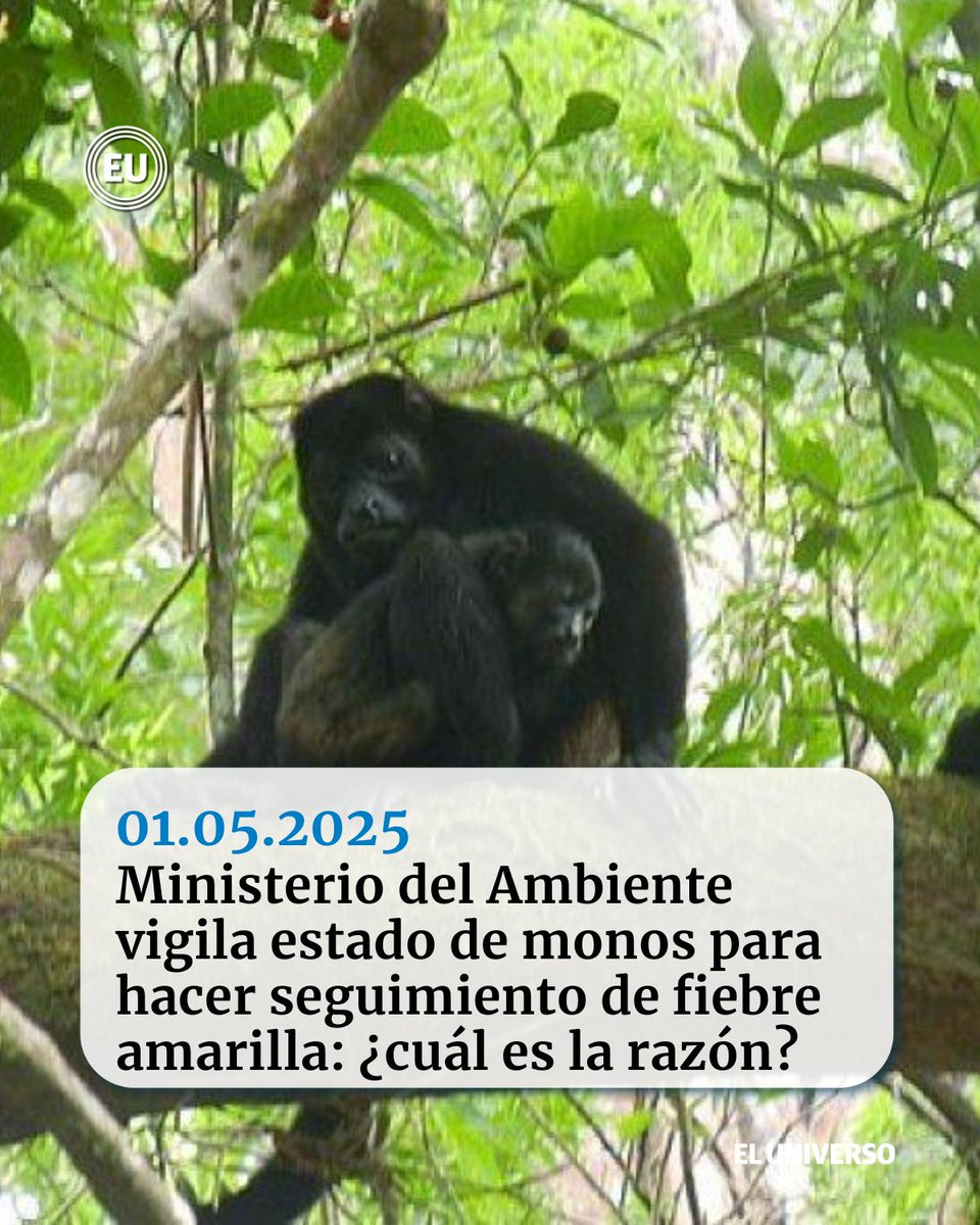 eluniversocom's tweet image. #FiebreAmarilla | ¿Cuál es la relación de los #monos con esta enfermedad? ow.ly/aFaH50VLGYe