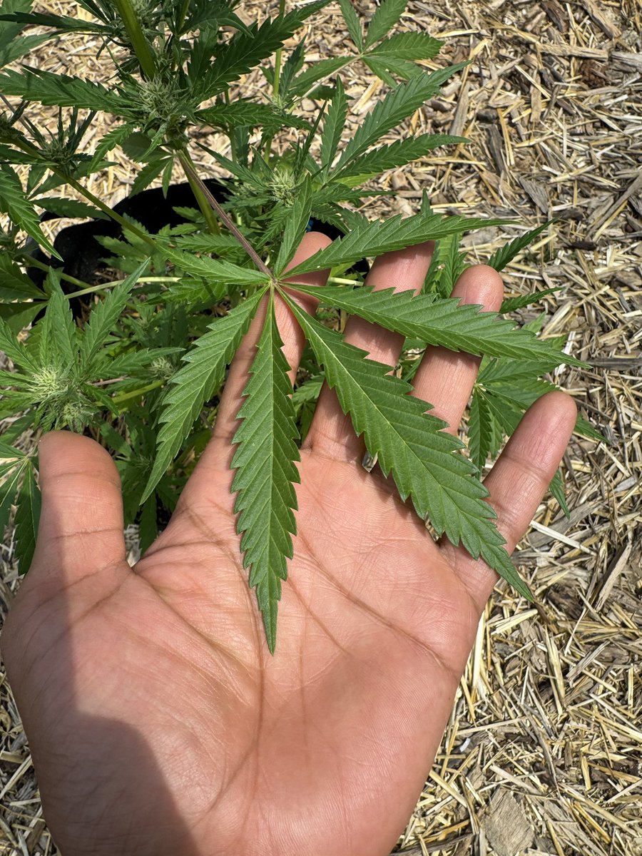My Blood Orange Claw Slim Leaf Pheno. This is a regular autoflowering polyhybrid variety I made with (Orange Sherbang (Purple Pez Pheno) x Lion Claw) this is an 85-90 day F1 I’m giving away a 10 pack of these seeds tomorrow to one random person that signs up for my live stream