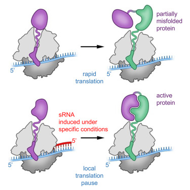 Modulation of protein activity by small RNA base pairing internal to coding sequences dlvr.it/TKVcJv