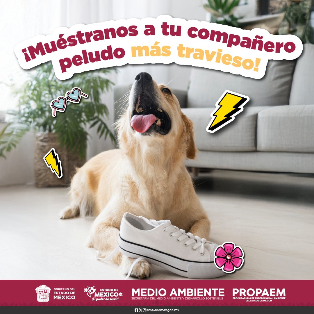 🐾❤️ Cada mirada, cada gesto, cada momento con ellos es único.

#CuéntaleAPROPAEM qué hace especial a tu ser sintiente y comparte su foto con nosotros. ¡Celebremos juntos ese vínculo que transforma vidas!