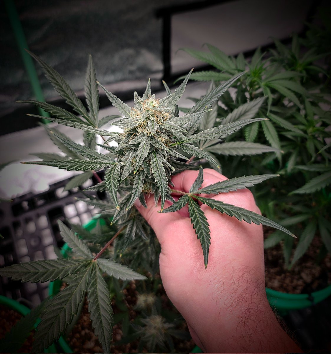 ShaqsGardening's tweet image. Marijuana is a gift from God