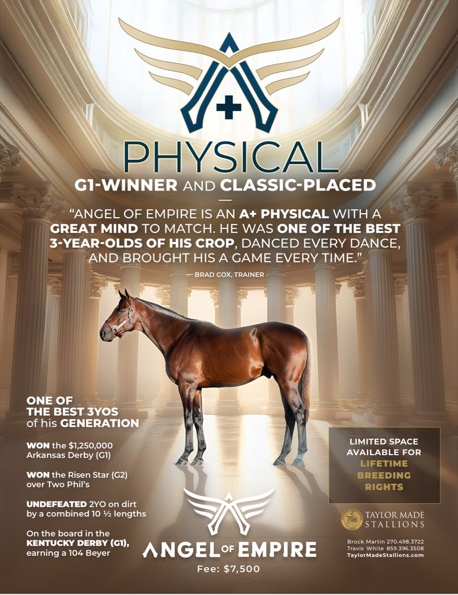 TDN (@thetdn) on Twitter photo ANGEL OF EMPIRE 🪽 A+ Physical, GI-Winner and Classic-Placed, standing at <a href="/TMStallions/">Taylor Made Stallions</a>…one of the best 3-year-olds of his generation ✨ ANGEL OF EMPIRE 🪽 A+ Physical, GI-Winner and Classic-Placed, standing at <a href="/TMStallions/">Taylor Made Stallions</a>…one of the best 3-year-olds of his generation ✨