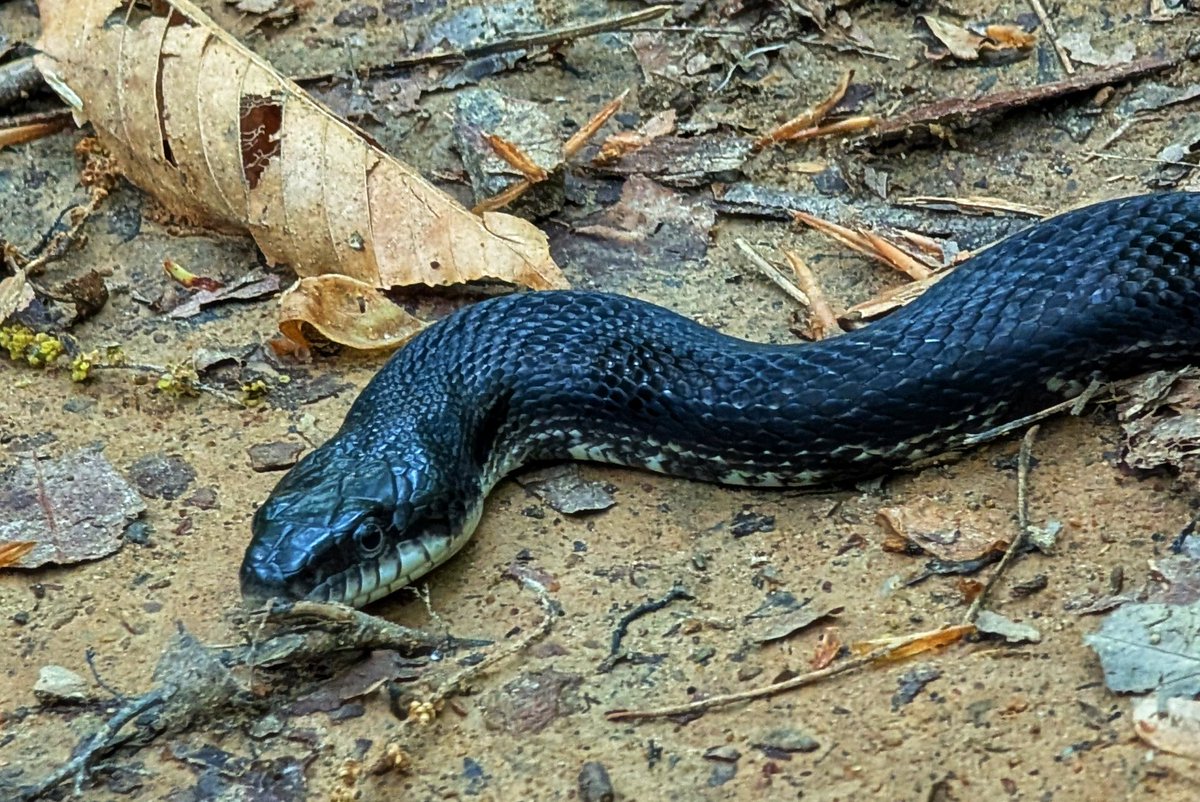 IsenbargerMolly's tweet image. Well hello little fella! 😃 I had to share the trail for a sec on my hike this evening, but I didn't mind. I will say this...after you get surprised by a snake out there, every tree root and twig on the trail from then on becomes a snake at first glance. 😅😄 #jumpy 😂