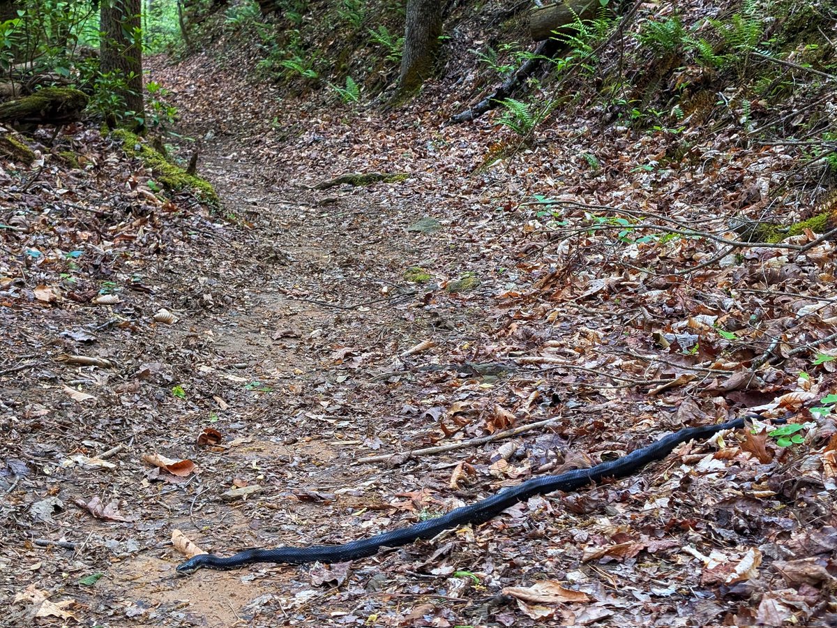 IsenbargerMolly's tweet image. Well hello little fella! 😃 I had to share the trail for a sec on my hike this evening, but I didn't mind. I will say this...after you get surprised by a snake out there, every tree root and twig on the trail from then on becomes a snake at first glance. 😅😄 #jumpy 😂