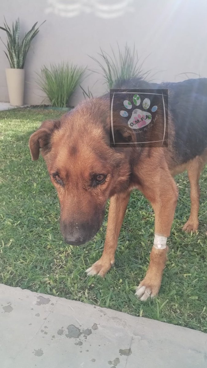 Necesitamos ayuda para cubrir sus gastos, el permanece internado en Clínica Veterinaria Parque 

  📍 ALIAS DE MERCADO PAGO: OMFAmoreno

📍PAYPAL: 👇
paypal.me/OrgMiFielAmigo…

📍ALIAS BANCO NACION: OMFITAS