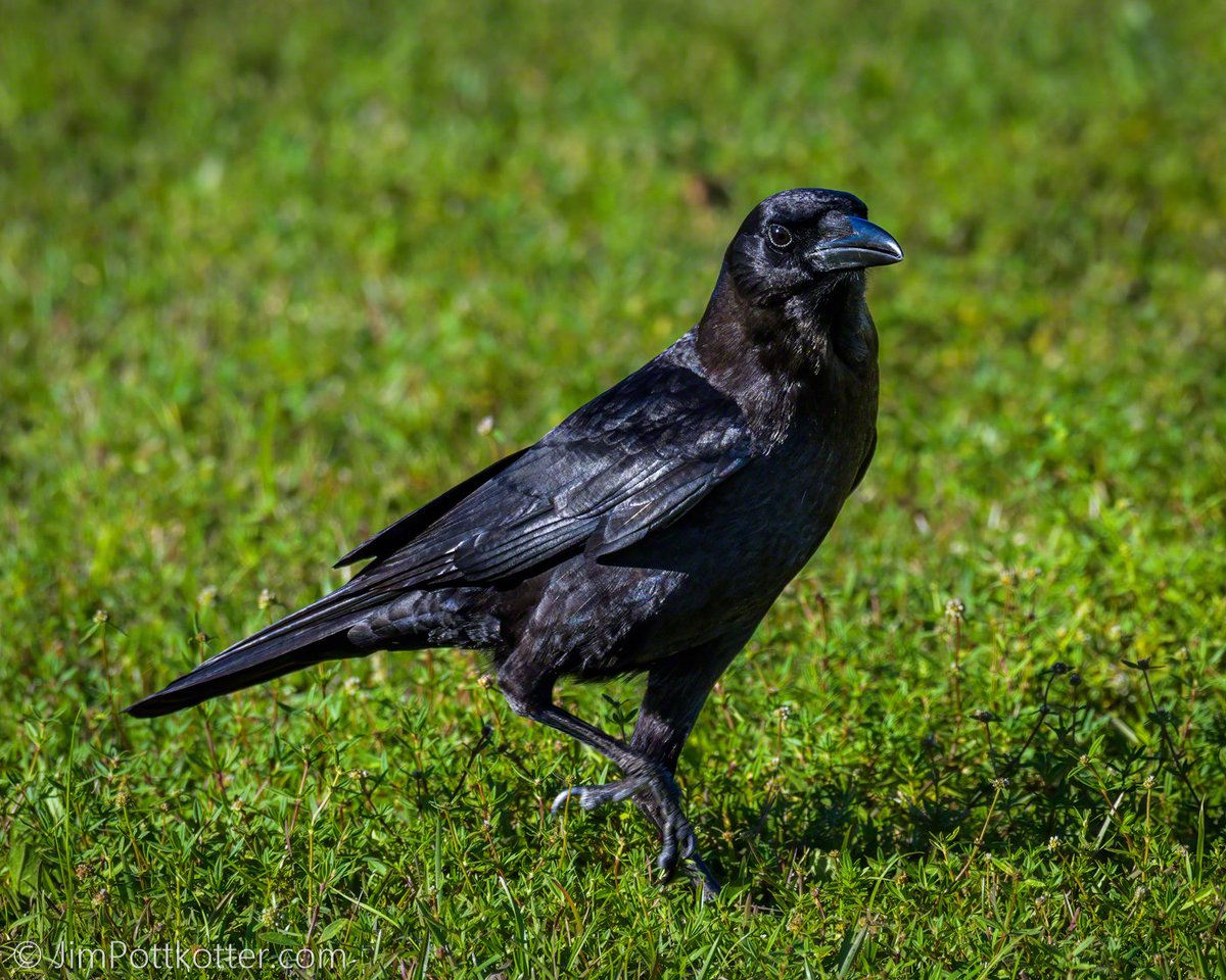 HappyPixr's tweet image. Yep, it's a crow, but more specifically a Fish Crow. I think the only reliable way to tell it from an American Crow is by its call, which you can listen to here: bit.ly/39jq2Jy #birds #nature #wildlife