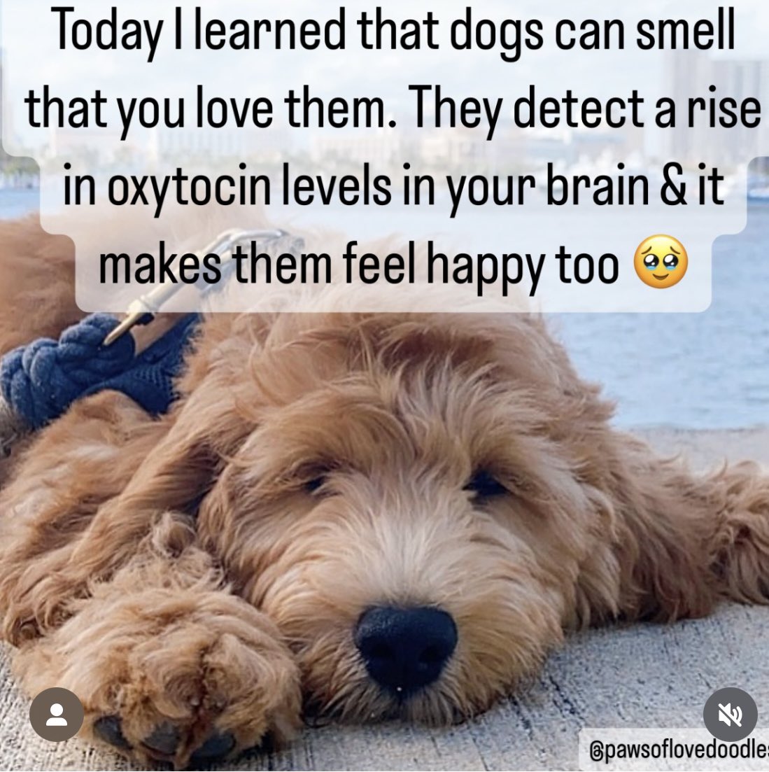 GrandmasterAvi's tweet image. Those who miss us most are often the ones who depend on us most. Not always people—sometimes it’s a dog, full of love, waiting by the door. Show up for that kind of love.

#UnconditionalLove #LoyalCompanions #DogsKnow #SilentSupport #ShowUp 
#Dogs #Pets #Wisdom #Love #Care