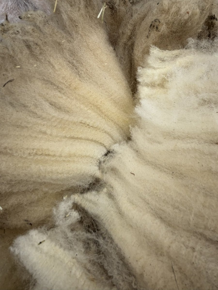 けいとの毛
めっちゃクリンプ細かくて
すんごい柔らかい🥺🩷
紡ぐの楽しみすぎる🩷
けいとはマフラー用の羊🐑