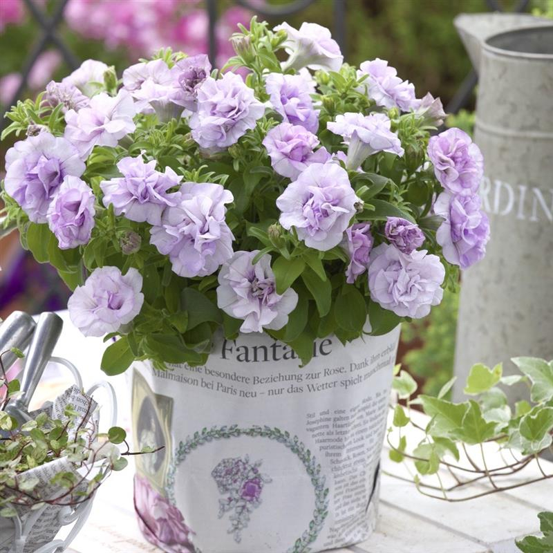 ラベンダー ページ ブリーチなしダブルカラーでラベンダーカラー 横浜鶴ヶ峰美容室 | enx