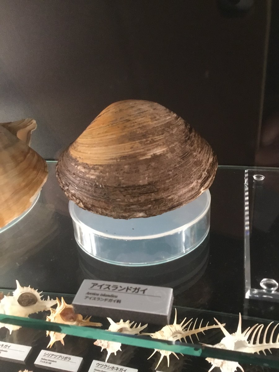 大きい　二枚貝 20171127｜学術ニュース＆トピックス｜東京大学大気海洋研究所