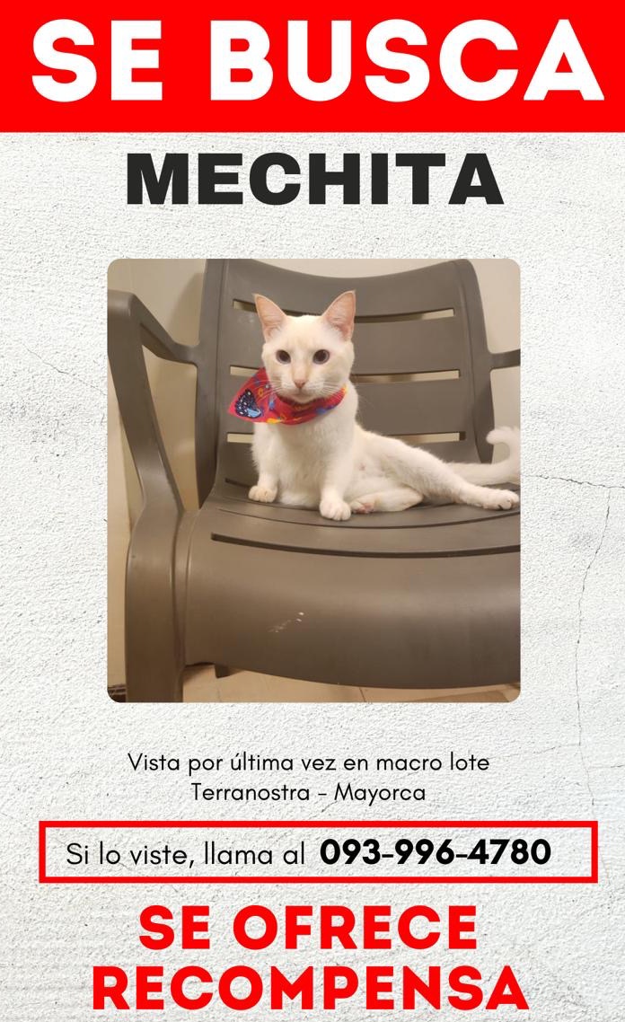 AlertaMePerdi's tweet photo. #PERDIDA #GUAYAQUIL
Nombre: #MECHE
Fecha: 29/04/25
Sector: Centro, Vía a la Costa Terranostra Lote Mallorca Mz. 1290
Sexo: Hembra
Raza: Mestiza
Obsv.: Blanca con ojos color azul, esterilizada
Contacto: 0984886487
SE OFRECE RECOMPENSA
¡Ayúdala a volver!
#AlertaMePerdí https://t.co/J33p0XmuvY