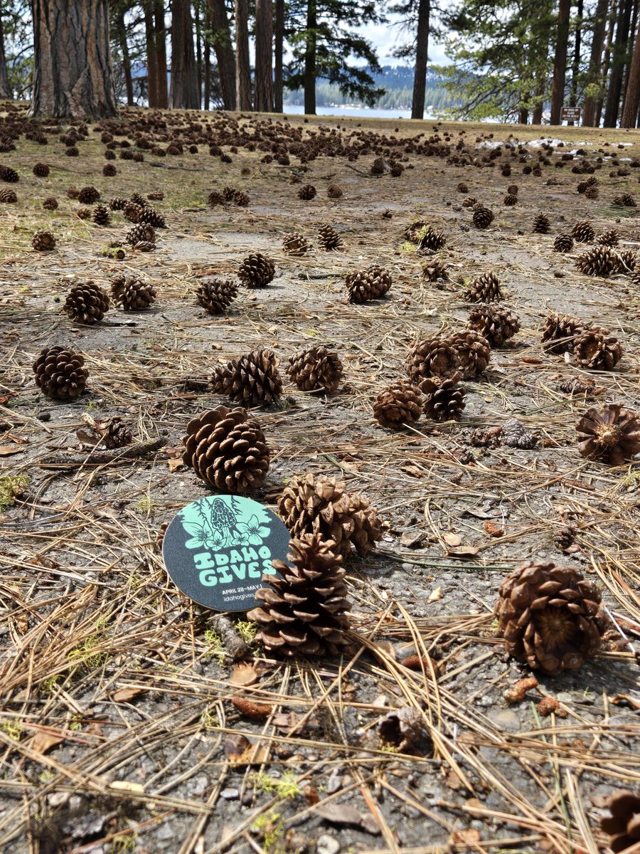 We're pine-ing for generosity and cone-stantly amazed by Idaho's giving spirit. Let’s do this! 🌲 #IdahoGives
IdahoGives.org