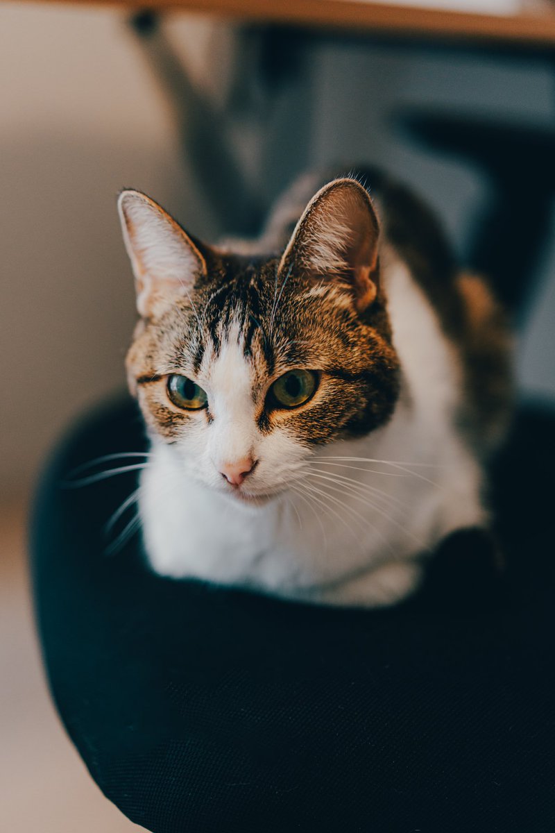 さっきまでお腹だして寝てた君たちはどこへ