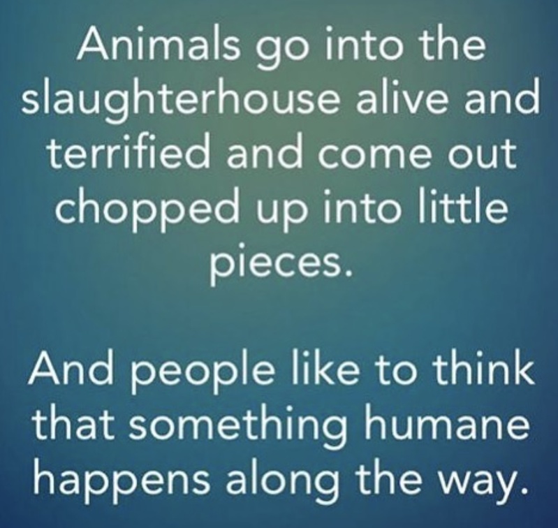 Vegan Future (@veganfuture) on Twitter photo 