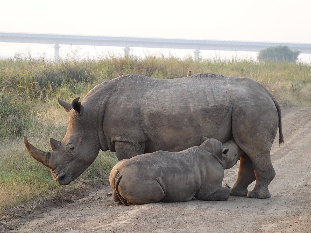 A very good morning from this side of the year at Nairobi National Park half-day tour
#nairobinationalpark #nnp #kenya #kenya #nairobikenya