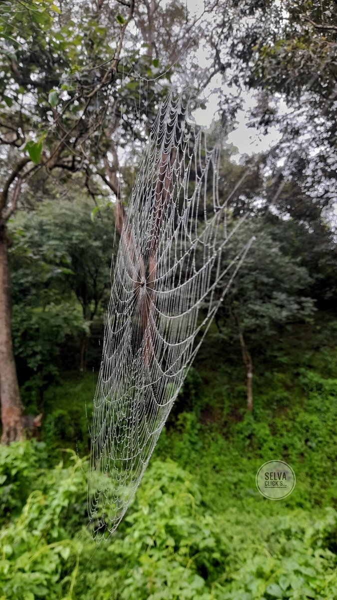 MAsElVa211's tweet photo. SELVA CLICK'S 📸
#cobweb #valparai SELVA CLICK'S 📸
#photograghy #mobilephotograpy #NaturePhotography #forest #animals #brids #tuticorinpeople #pics https://t.co/TrrsHBJXxi