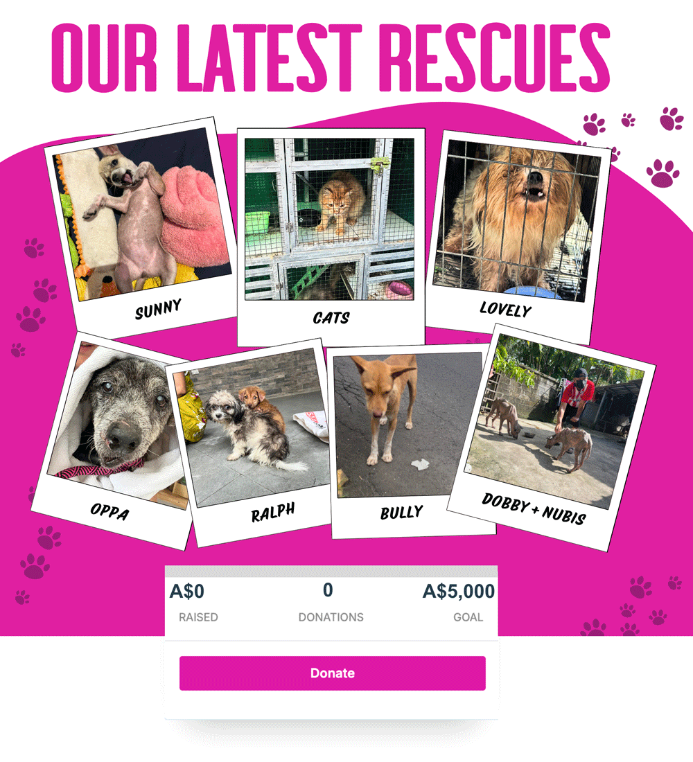 Mission Paws'ible Charity tweet media