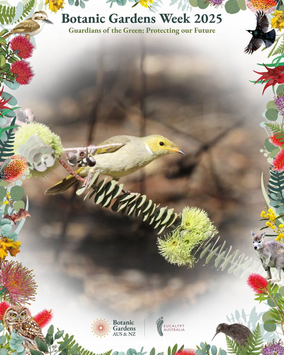#BotanicGardensWeek is coming up from 19th – 26th May 🌸🌳

Gardens across Aus &amp; NZ will be showcasing their 'Big Five' plants &amp; we're going to highlight our Five Favourite Eucalypt Collections!

Head to <a href="/BGANZ1/">BGANZ</a>  to find out what's on at a garden near you! bganz.org.au/resource-categ…
