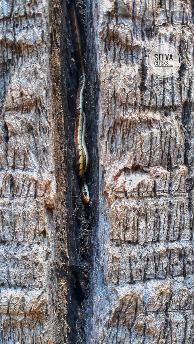 MAsElVa211's tweet photo. SELVA CLICK'S 📸
#photograghy #mobilephotograpy #NaturePhotography #forest #Snake #animals #brids #tuticorinpeople #pics https://t.co/6QVIbHJwEf