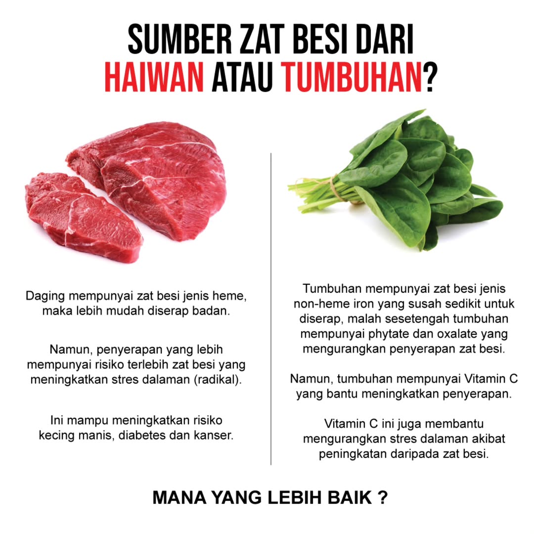 Zat Besi: Haiwan vs Tumbuhan – Bagus Mana?