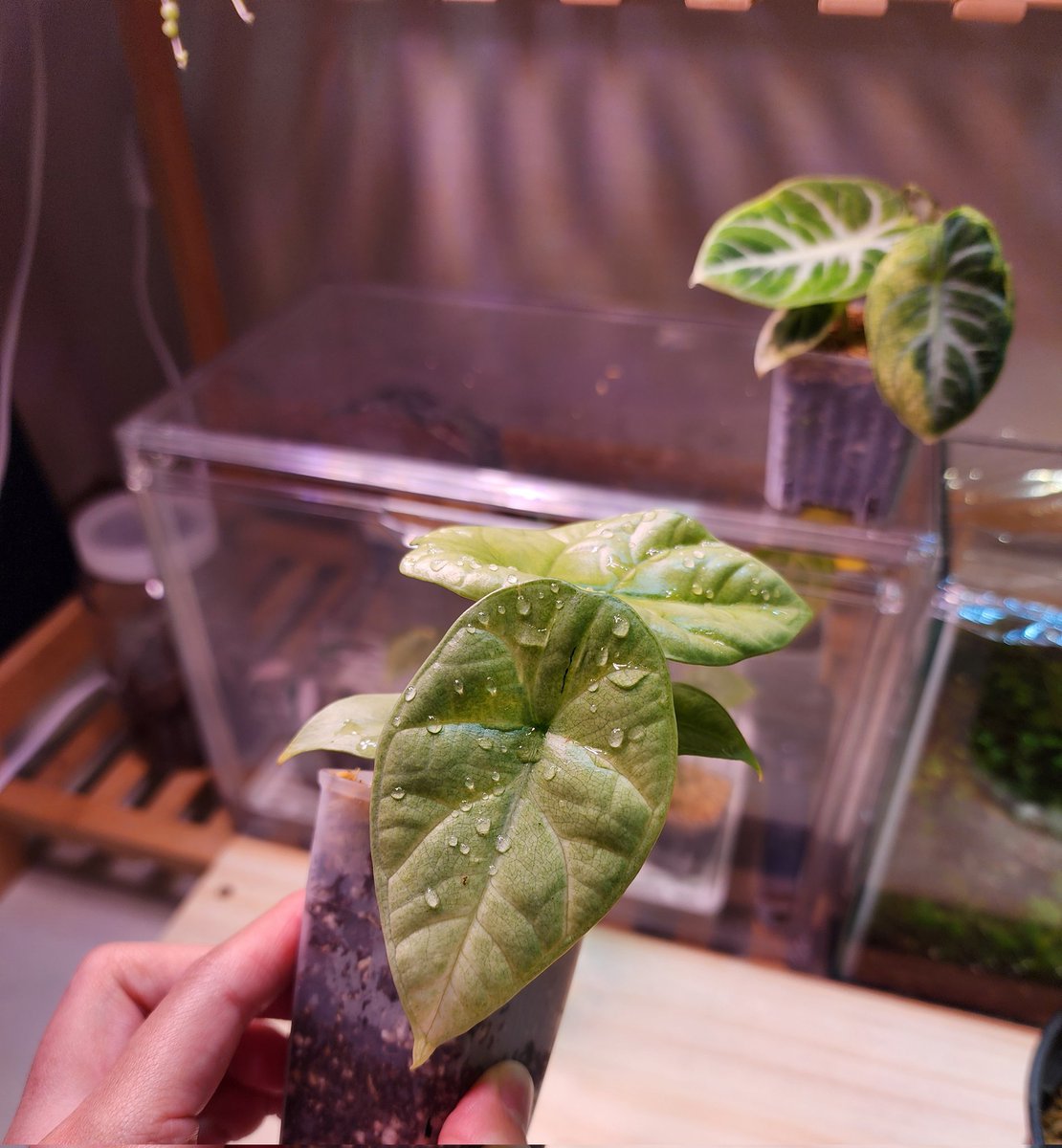 민트시누아타 색 묘한게 너무 예쁘다 녹안찼으면조켓따,,,