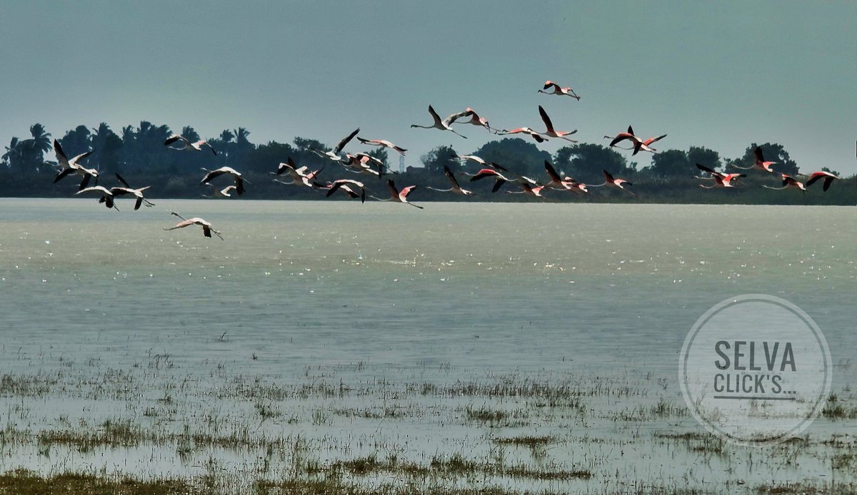 MAsElVa211's tweet photo. SELVA CLICK'S 📸
#photograghy #mobilephotograpy #NaturePhotography #forest #animals #brids #tuticorinpeople #pics #flying #love https://t.co/vuEm1XmCj5