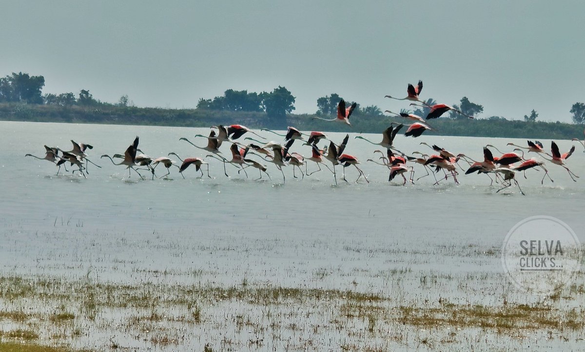 MAsElVa211's tweet photo. SELVA CLICK'S 📸
#photograghy #mobilephotograpy #NaturePhotography #forest #animals #brids #tuticorinpeople #pics #flamingo https://t.co/1xKGyqYrMx